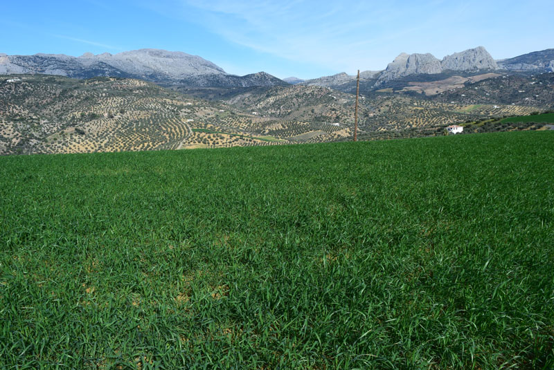 Fields and mountains 